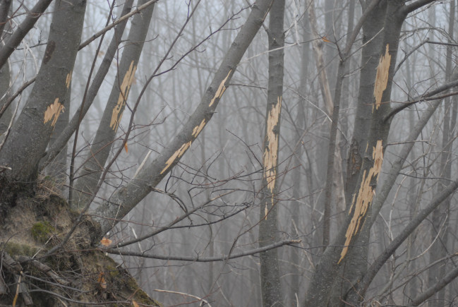 PASSIONE PER IL CERVO